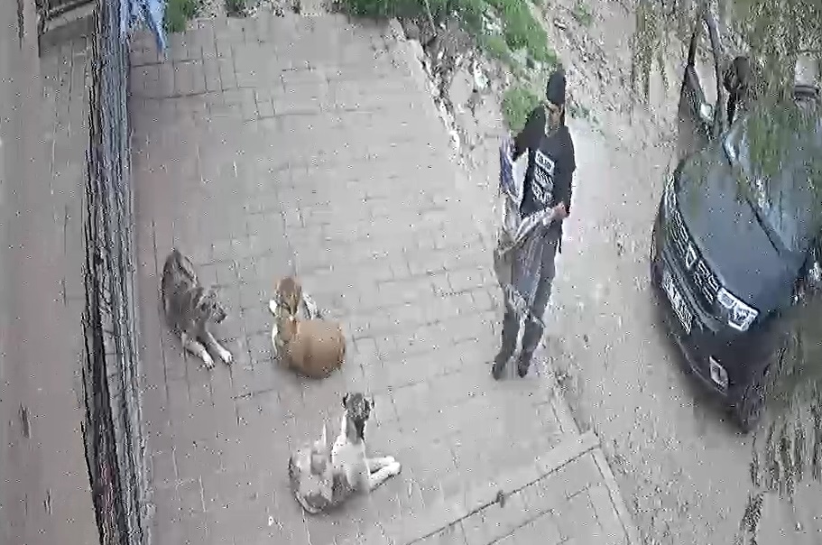 HAYVAN BARINAĞI KUMPASI VE DELİLİ!
