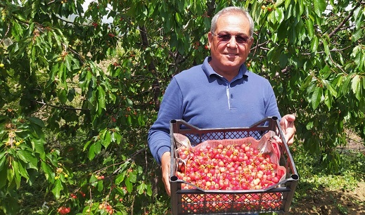 Çukurova’da ilk kiraz hasadı Mersin’de yapıldı