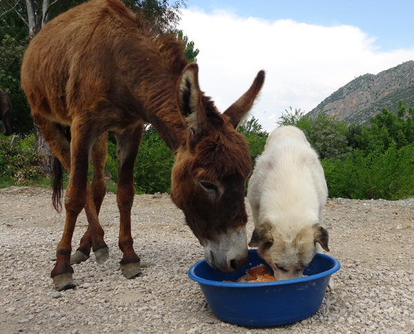 Eşek ile köpeğin dostluğu