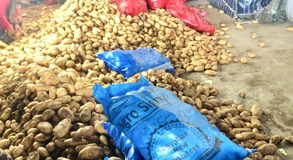 Patatesin başkentine ithal patates