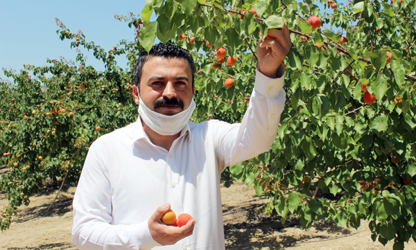 ZEYTİNE ALTERNATİF KAYISI ÜRETİMİ