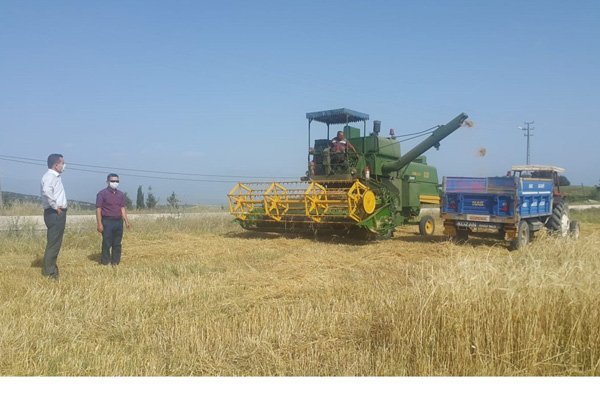 Adana'da arpa ve buğday hasadı başladı
