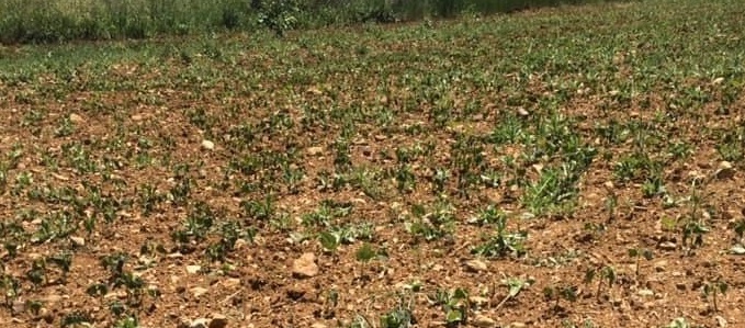 Tufanbeyli’de fasulye soğuktan kurudu