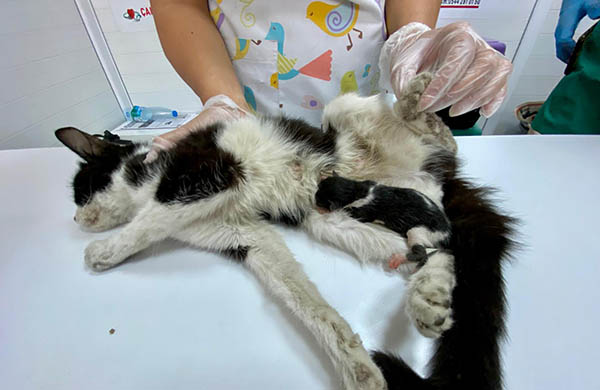 Dünyanın en minik “bebek kedisi” Seyhan’da doğdu