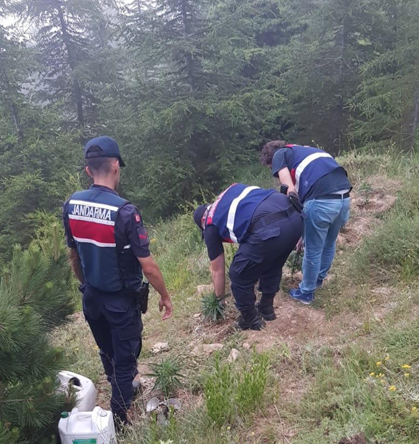 Orman arazisini uyuşturucu bahçesine çevirmişler