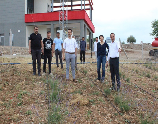 Düziçi lavanta bahçesiyle tanıtılacak