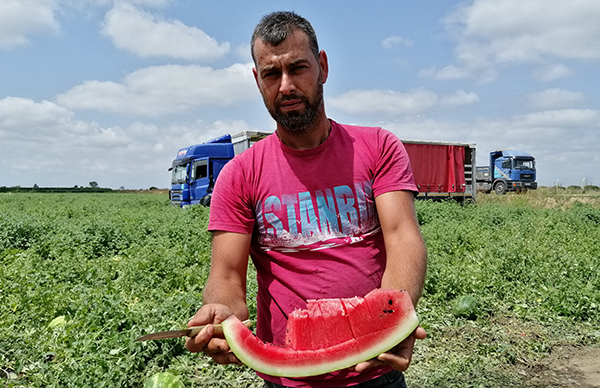 Geçen yıl üreticisini üzen karpuz bu sene güldürdü