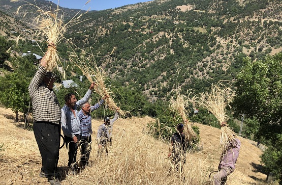 HASAT GELENEĞİ KALDIĞI YERDEN DEVAM EDİYOR