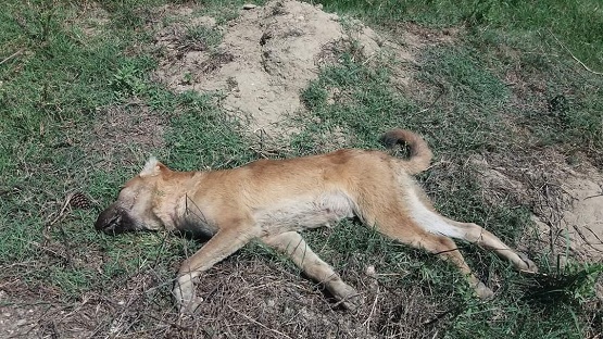 KÖPEKLERİ ZEHİRLEDİLER