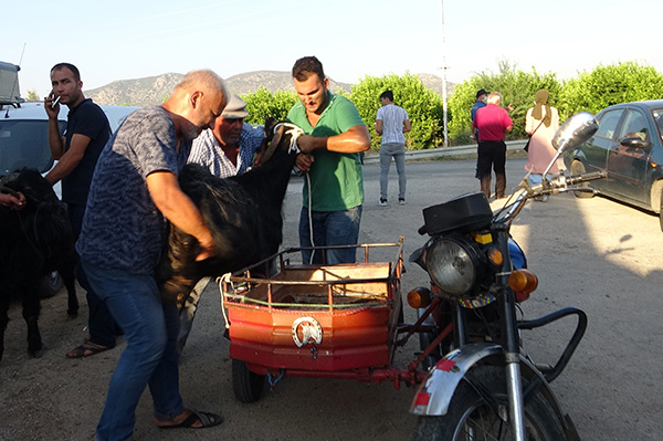 Kurban pazarında 'kurban taksi'