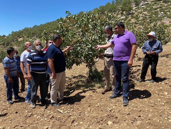Mut'ta Antep Fıstığı hasadına başlandı