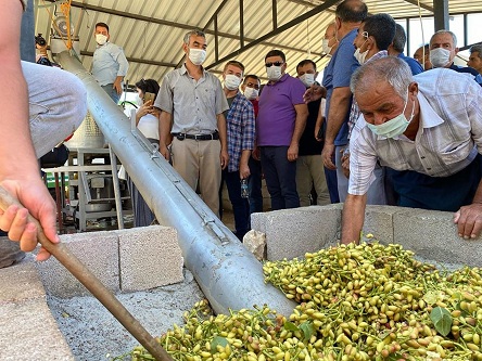 Antep Fıstığı hasadına başlandı