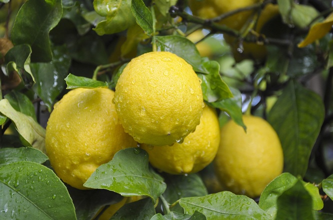 Limon üreticisi sevindi