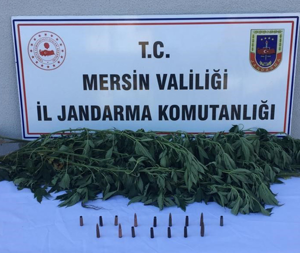 Evin bahçesinde 13 kök kenevir ele geçirildi