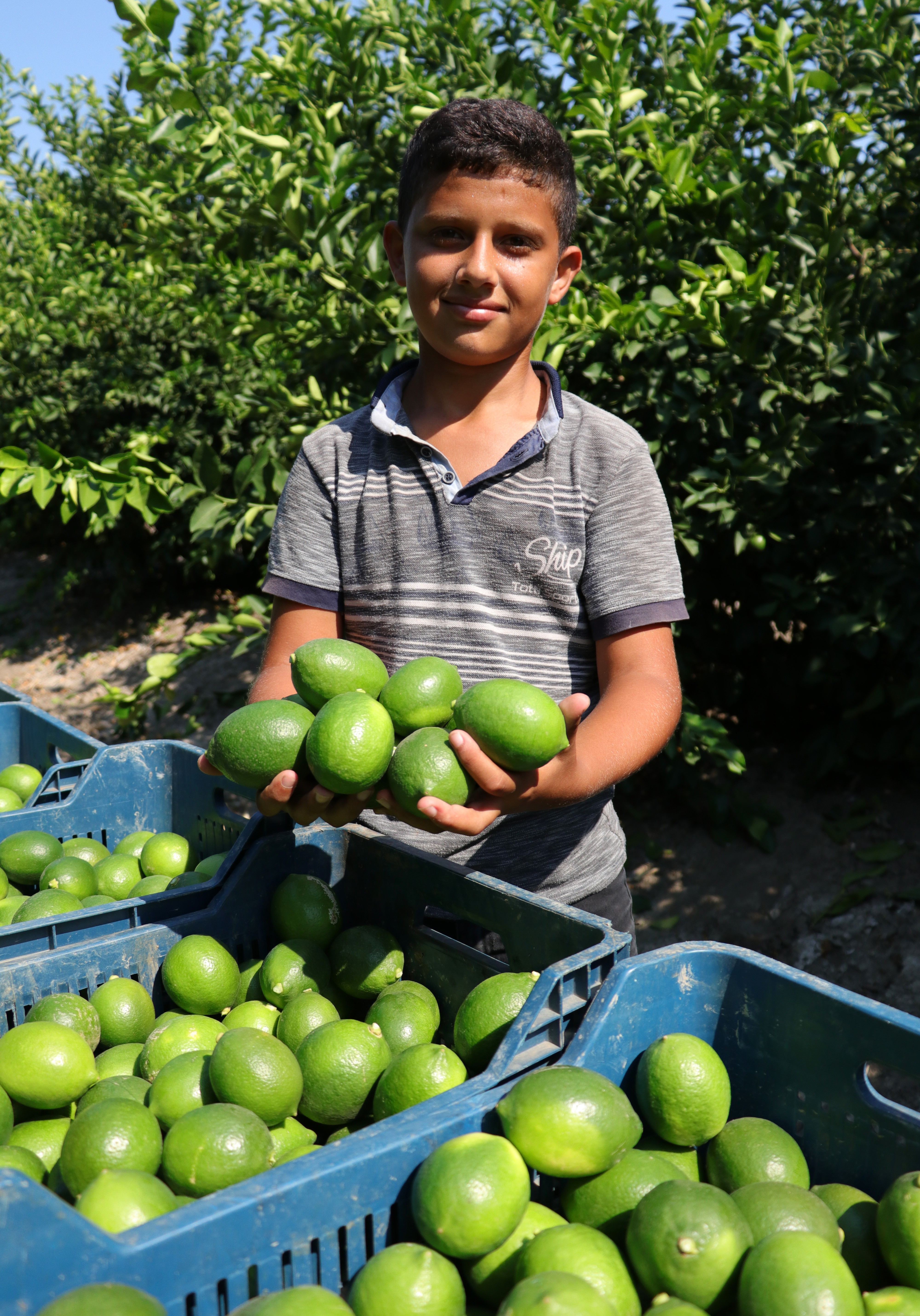 Limon hasadı başladı