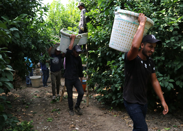 Sıcak hava ve poyrazın vurduğu limonda buruk hasat