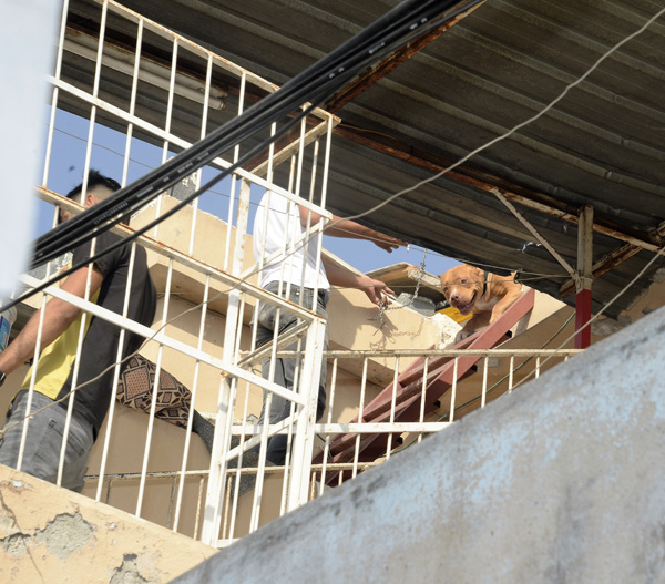 Adana’da pitbull operasyonu
