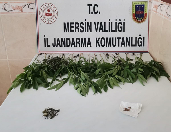Mersin'de bir evde 31 kök kenevir bitkisi ele geçirildi