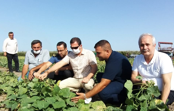 Kaymakamlar tarlada çiftçilerle hasat yaptı