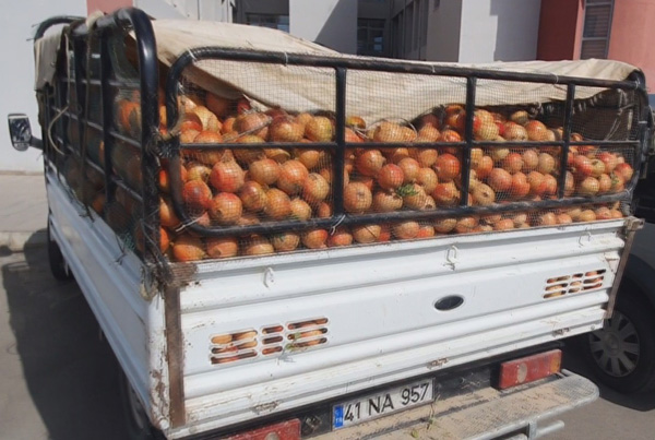 Tarladan karpuz ve nar çalıp satmış