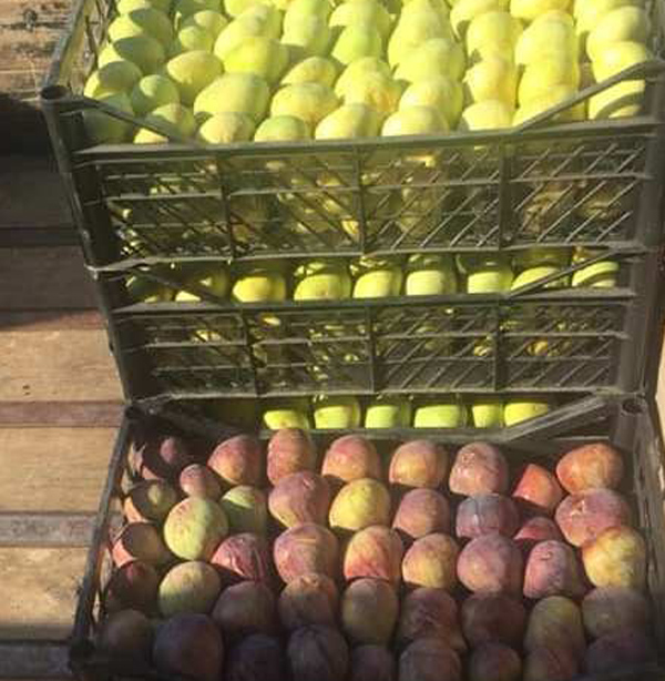 Mersin'de incir sezonu 7 lirayla kapattı