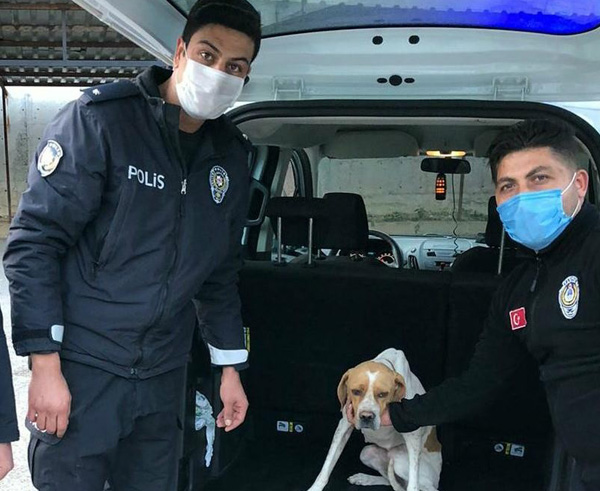 Köpeğe işkence görüntüleriyle ilgili 1 gözaltı