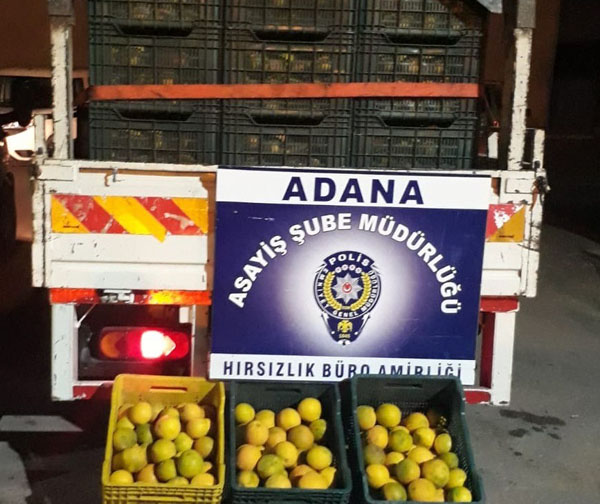 Bahçeden 10 ton portakal çaldılar