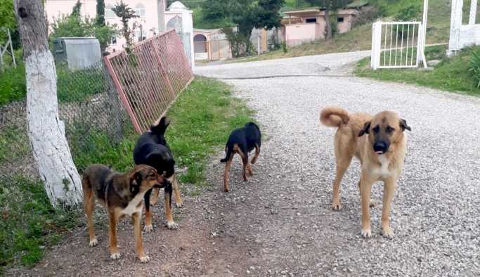 Meclisin gündemi başıboş köpekler!