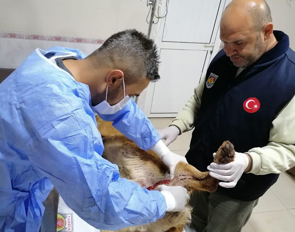 Tüfekle vurulan Paşa sağlığına kavuştu