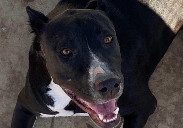 Adana'da tehlikeli köpek operasyonu