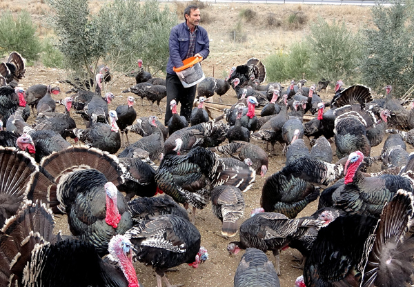Yılbaşı hindileri el yakıyor