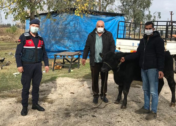 Çalınan büyükbaş sahibine teslim edildi