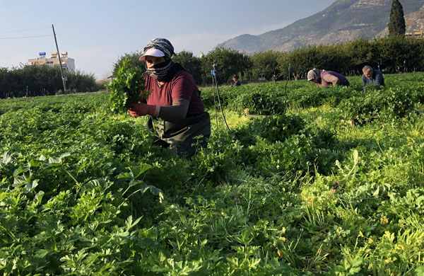 Hatay maydanozuna korona engeli