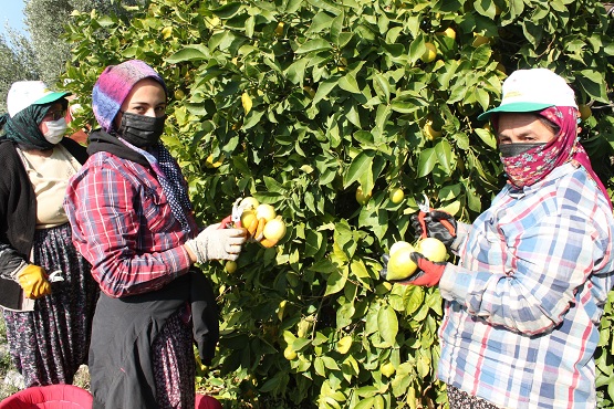 Limon için çalışma başlatıldı