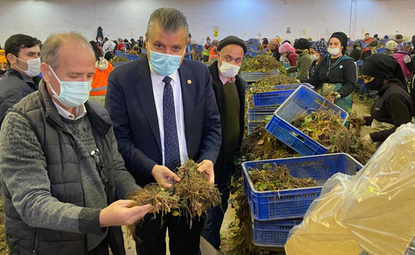 Adana'nın yüzünü çilekle ağartıyor