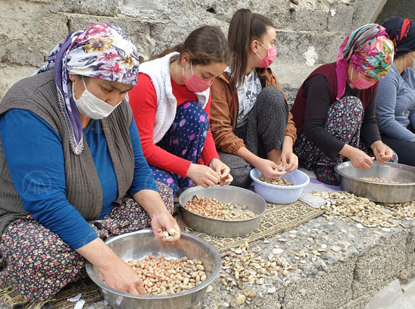 Osmaniye'de kadınların tohumluk yer fıstığı kırma mesaisi