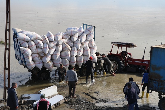 Amik Ovası'nda bazı ekili alanları su bastı