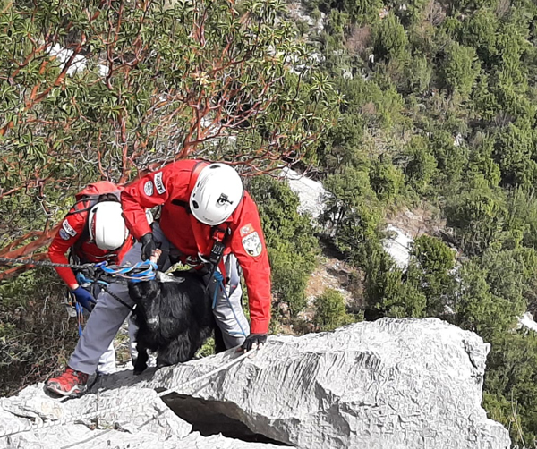 Kayalıklarda mahsur kalan keçi AKUT ekiplerince kurtarıldı
