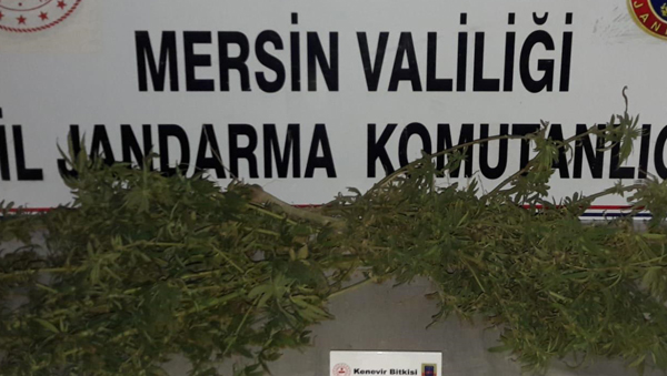 Mersin'de Hint keneviri yetiştiren şüpheli yakalandı