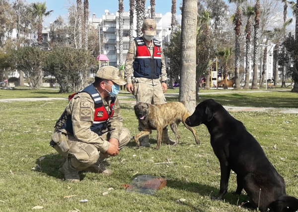 Jandarma’dan sokak hayvanlarına mama