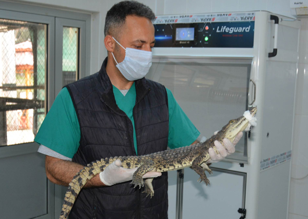 Adana'da bulunan timsah Mersin'de koruma altına alındı