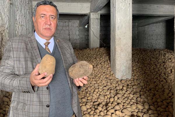 TMO patates ve soğan alımı yapacak