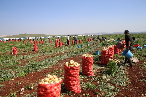 Turfanda soğan hasadına başlandı