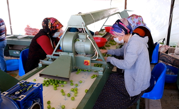 Mersin'de açık alanda erik hasadı başladı