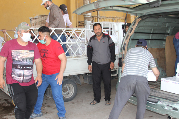 İhtiyaç sahibi 5 bin aileye 6 ton alabalık dağıtıldı