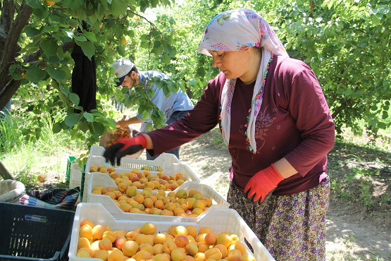 Erkenci kayısı hasadı devam ediyor