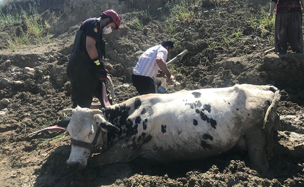 Bataklığa saplanan inek iş makinesiyle kurtarıldı