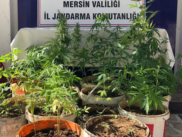 259 kök Hint keneviri ele geçirildi: 4 zanlı gözaltı