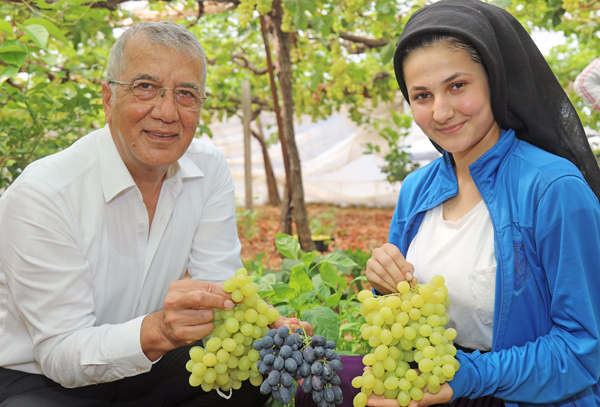 Mezitli'de örtü altı üzüm hasadı başladı