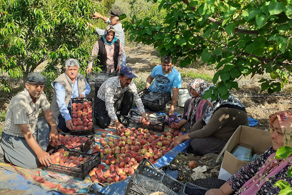 Çamlıyayla'da erkenci şeftali hasadı başladı